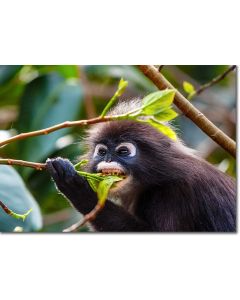 Dusky Leaf Monkey feeding on a Sea Bean Tree