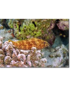 Dwarf Spotted Rock Cod hiding in a coral nook