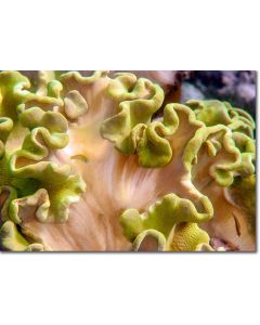Elephant ear coral - Unique reef architecture