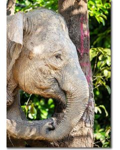 Mud Encrusted Pygmy Elephant Camouflaged by a Tree