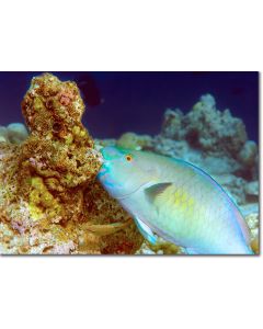 Ember Parrotfish munching on the coral reef