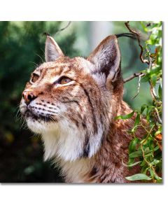 Eurasian Lynx close-up