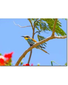 European Bee Eater perched on a Peacock Acacia tree