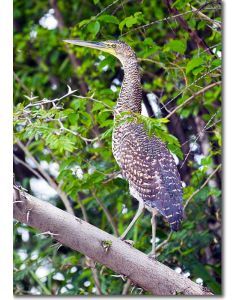 Fasciated Tiger heron perched on an acacia tree