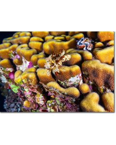 Dome coral providing safe haven to reef life