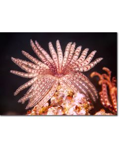 Feather Stars - night-time flowers of the coral reef