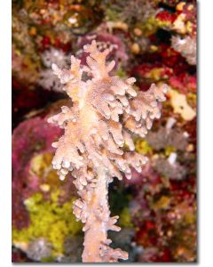Finger leather coral, delicate pastel soft corals
