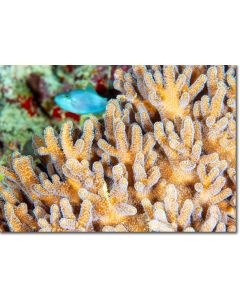 Finger leather coral, golden soft corals