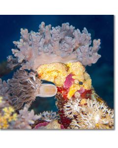 Finger leather coral crowning a coral reef tower