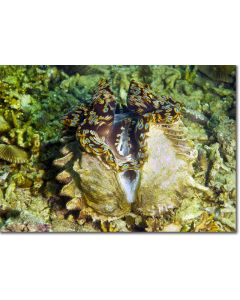 Fluted Giant Clam on Coral Seabed