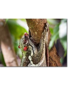 Flying Lemur in the ancient rainforest of Malaysia