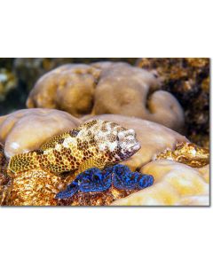 Foursaddle Grouper perched by a blue maxima clam