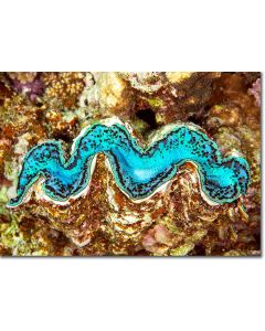 Giant clam resembling a cascading river