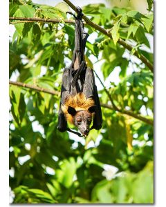 Fruit bat hanging within the branches of a shady tree