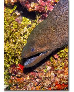 Moray Eel displaying its fangs by a colourful reef