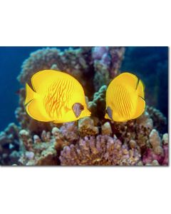 Golden Butterflyfish hovering over Acropora Corals