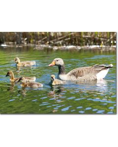 Greylag Goslings on the rippling waters of a reed pond