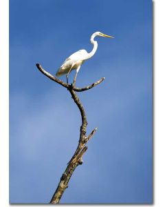Great Egret on a Lookout Post