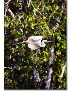 Great Egret in Flight in the Rainforest