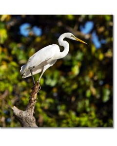 Great Egret on the edge of the Kinabatangan river