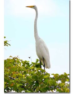 Great Egret surveying wetlands from a tree vantage point