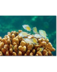 Green Chromis sheltering in a cauliflower coral