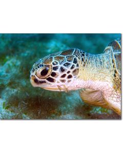 Green Turtle contentedly munching on seagrass