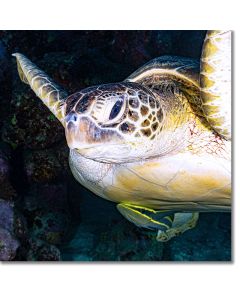 Green Turtle & remora in a captivating photo
