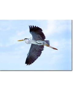 Grey Heron in Flight against a Powder Blue Sky