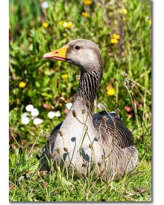 Greylag Goose ensconced in wildflowers