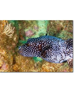 Guineafowl Puffer resembling a starburst in a coral crevice