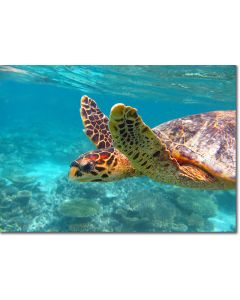 Sea Turtle Swimming in a clear aquamarine lagoon