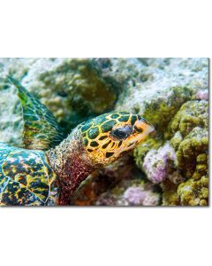 Hawksbill Turtle exploring the reef
