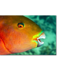 Heavybeak Parrotfish - colours of fire against emerald sea