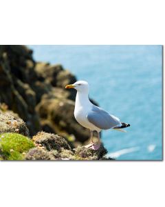 European Herring Gull on a picturesque cliff-side perch