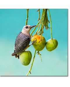 Hoffman's woodpecker munching on a mango