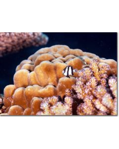 Humbug Dascyllus peeping out from pink corals