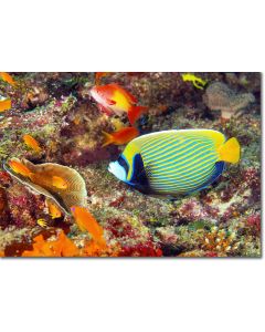 Imperial Angelfish among a school of Anthias