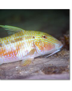 Indian Goatfish having a night-time snooze on the seabed