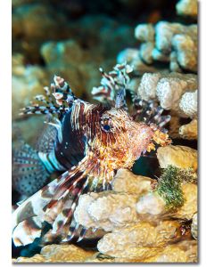 Indian Lionfish nestled among the corals