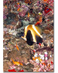 Indian Ocean Bannerfish by a Myriad of Sea Life