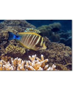 Indian Sailfin Tang swimming over a golden coral landscape
