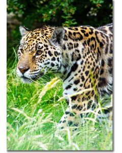 Jaguar stalking its prey