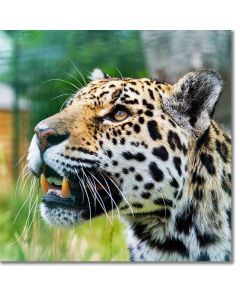 Expectation - Jaguar displaying its canines