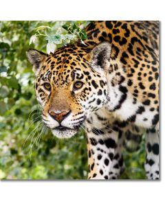 Jaguar peeping out from the undergrowth