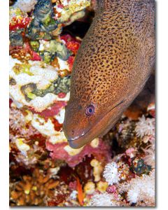Java Moray Eel peeping out from a rainbow coloured reef