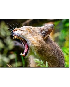 Yawning Jungle Cat