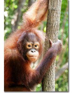 Humanoid Expressiveness - Juvenile Orangutan 