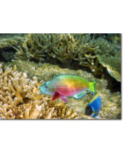 Young Parrotfish nibbling Acropora coral