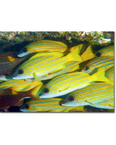 Kasmira Snappers hiding under a reef ledge